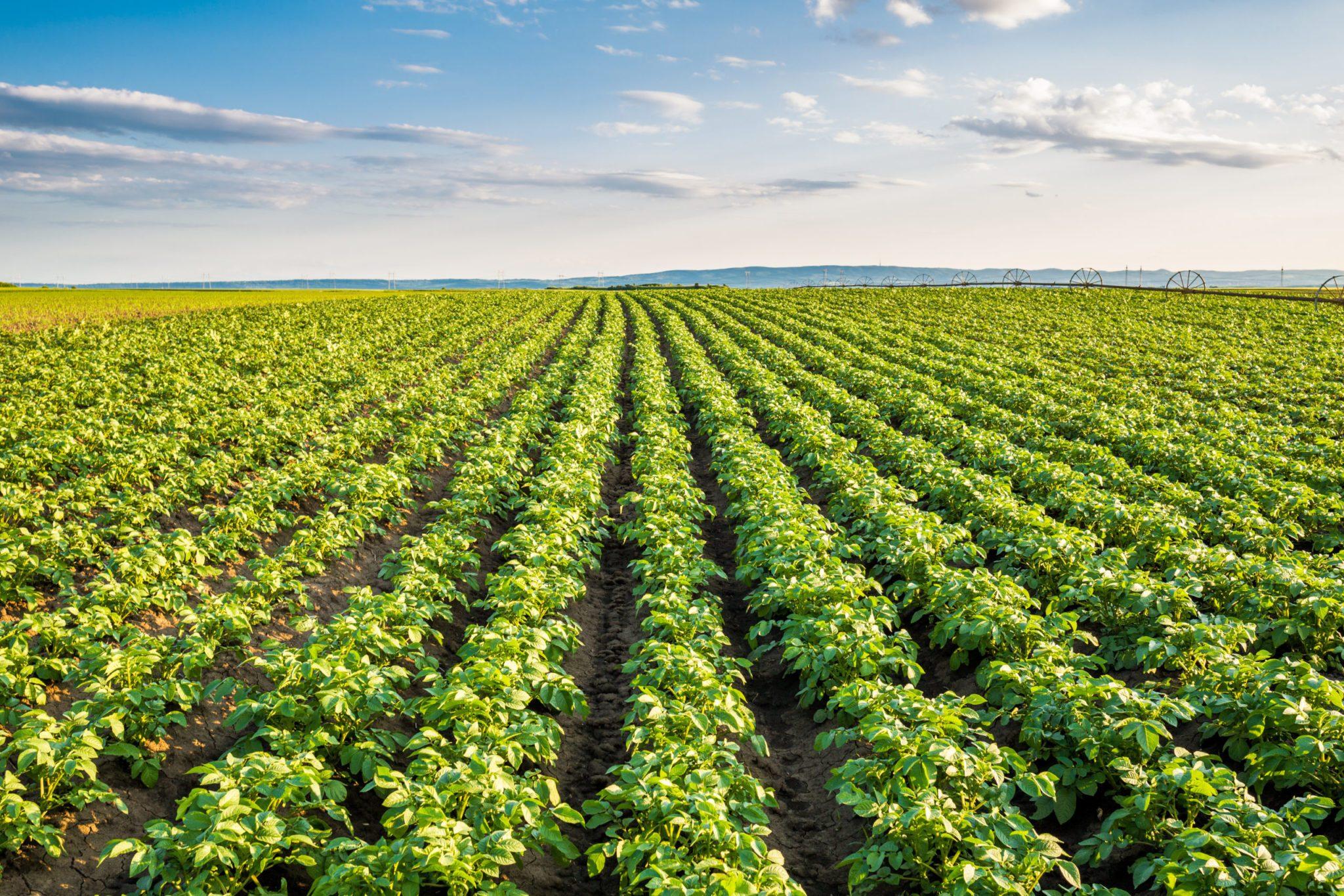 Improves soil fertility